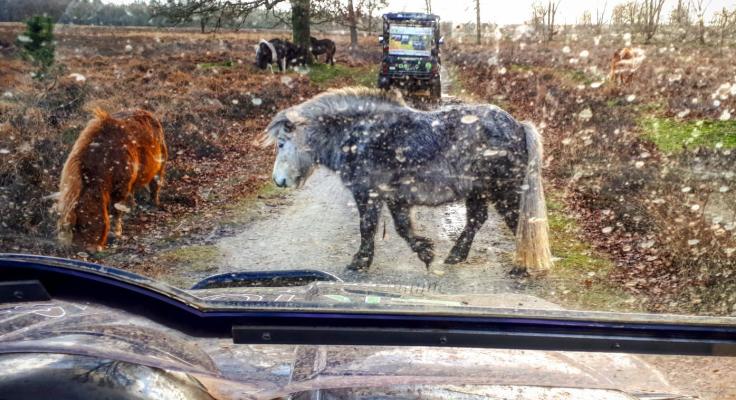 Pony's op de weg in Drenthe