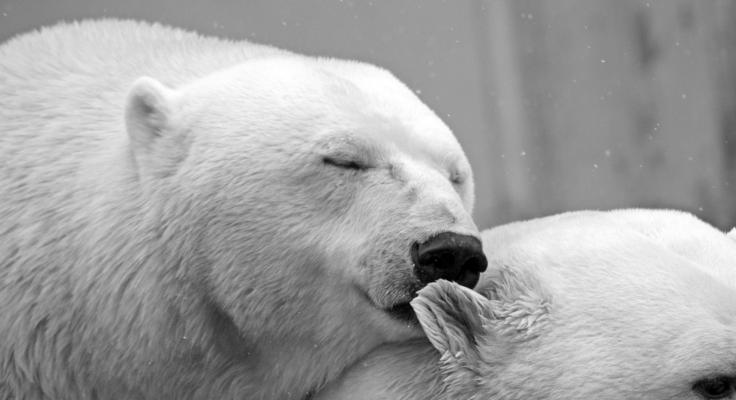 een ijsbeer ligt met zijn ogen dicht met zijn snoet tegen het oor van een andere ijsbeer