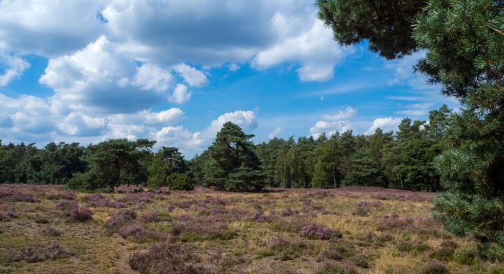 Heide en bossen in de Nederlandse natuur